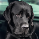 Oscar – Bürohund bei AMS Engineering